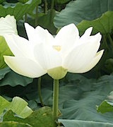 川中子 正